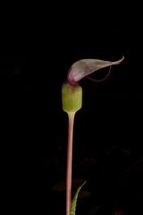 Arisaema murrayi