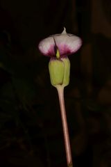 Arisaema murrayi