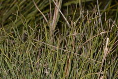 Eurychorda complanata