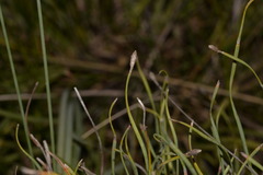 Eurychorda complanata