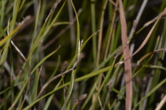 Eurychorda complanata