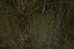 Eurychorda complanata