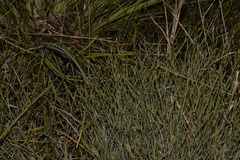 Eurychorda complanata