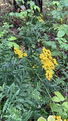 Tanacetum vulgare