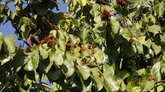 Combretum microphyllum