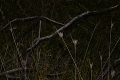 Ptilothrix deusta