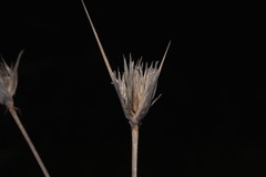 Ptilothrix deusta