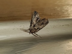 Paectes abrostoloides