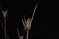 Ptilothrix deusta