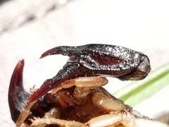 Euscorpius niciensis