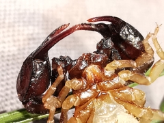 Euscorpius niciensis