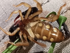 Euscorpius niciensis