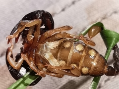 Euscorpius niciensis