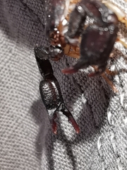 Euscorpius niciensis