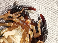 Euscorpius niciensis
