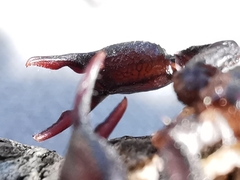 Euscorpius niciensis