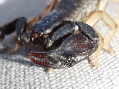 Euscorpius niciensis