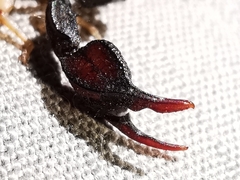 Euscorpius niciensis