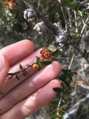 Leptospermum squarrosum