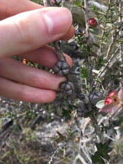 Leptospermum squarrosum