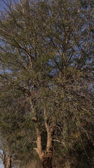 Senegalia nigrescens