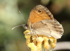 Coenonympha pamphilus lyllus