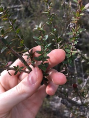 Leptospermum squarrosum