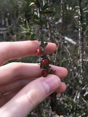 Leptospermum squarrosum