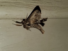 Paectes abrostoloides