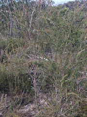 Leptospermum squarrosum