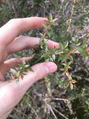 Leptospermum squarrosum