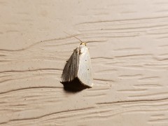 Marimatha nigrofimbria
