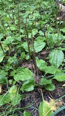 Plantago major