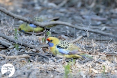 Platycercus elegans flaveolus