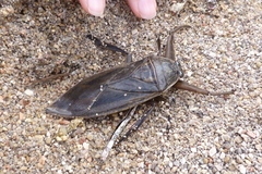 Lethocerus patruelis