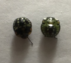 Nezara viridula