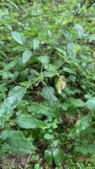 Urtica dioica