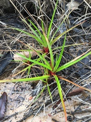 Juncus planifolius