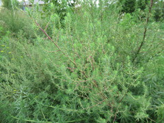 Bassia scoparia