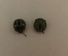 Nezara viridula