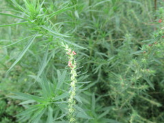 Bassia scoparia