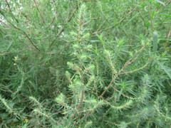 Bassia scoparia
