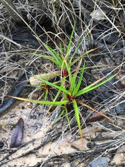 Juncus planifolius