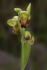 Ophrys fusca funerea