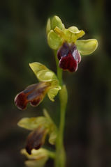 Ophrys fusca funerea
