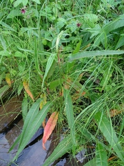 Rumex triangulivalvis