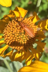 Elytroleptus ignitus