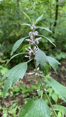 Leonurus quinquelobatus