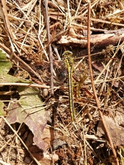 Gomphus pulchellus