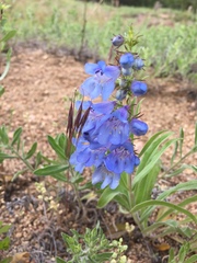 Penstemon glaber